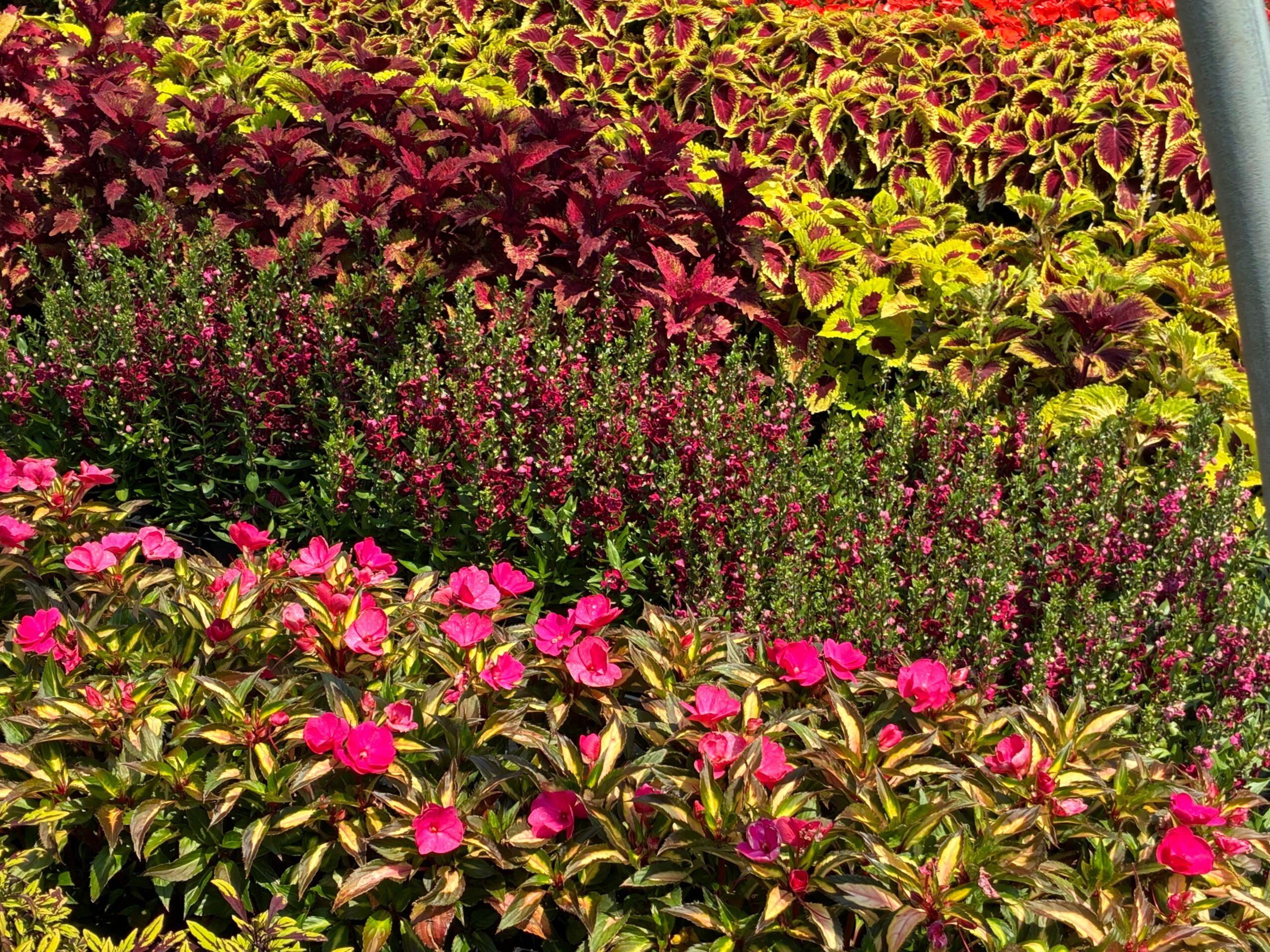 Colorful garden with pink, purple, and green plants and flowers, arranged in layers and patterns.