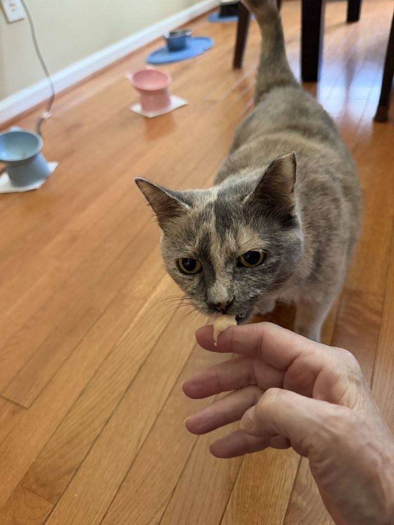 Gray tabby cat approaching a person's hand, indoors on wooden floor, with pet bowls in background.
