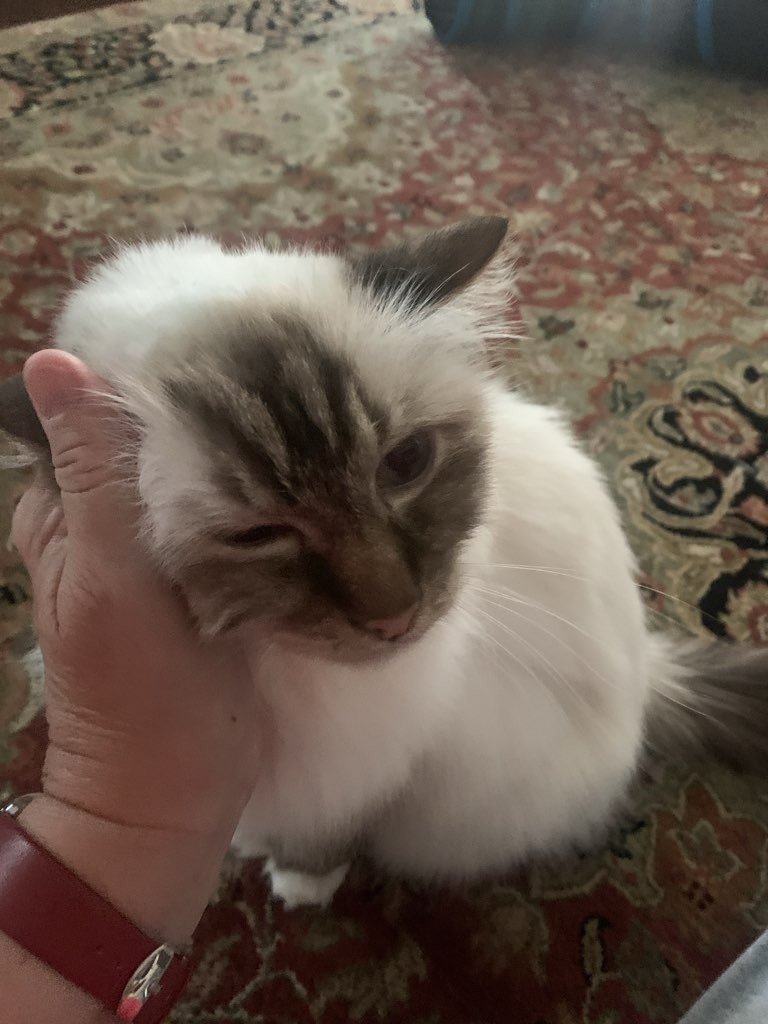 Person's hand holding a fluffy white and gray cat's head, with a patterned rug in the background.