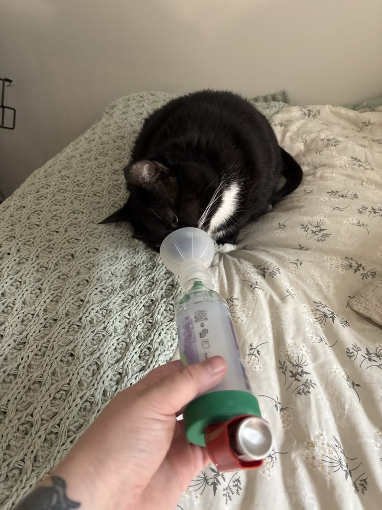 Black and white cat lying on bed, sniffing a small plastic bottle held by a person with a tattooed hand.