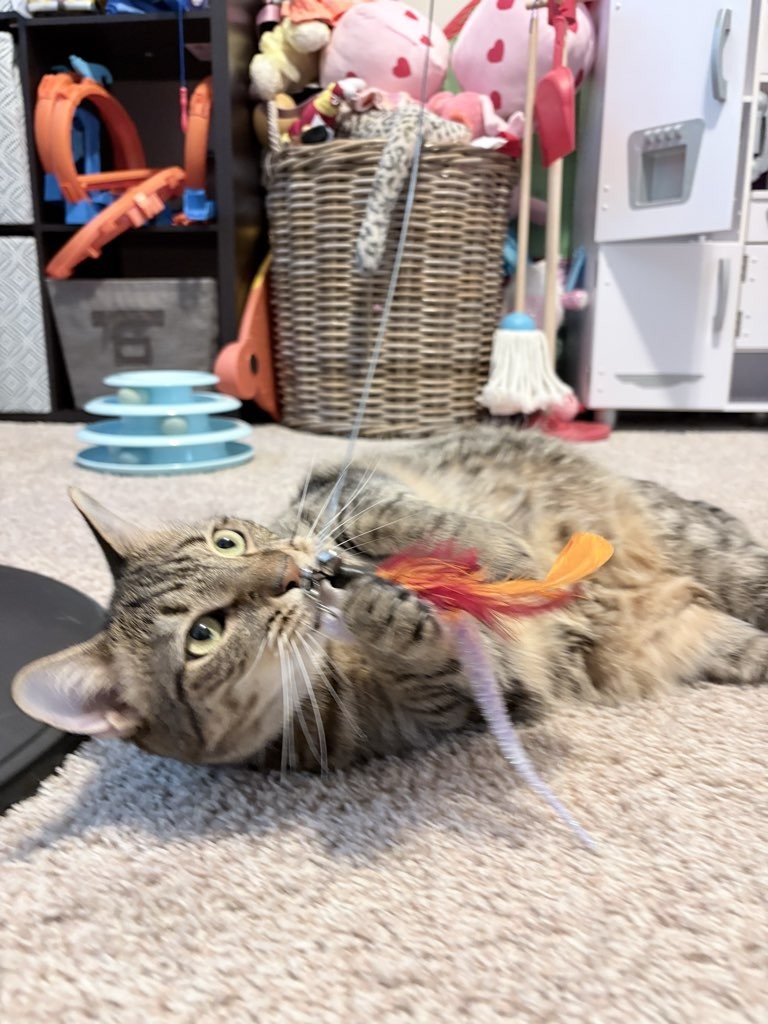Gray tabby cat lying on carpet playing with a feather toy, surrounded by household items and storage baskets.
