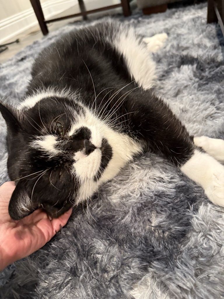 Black and white cat lying on a gray furry surface, being gently held by a person's hand, eyes closed.