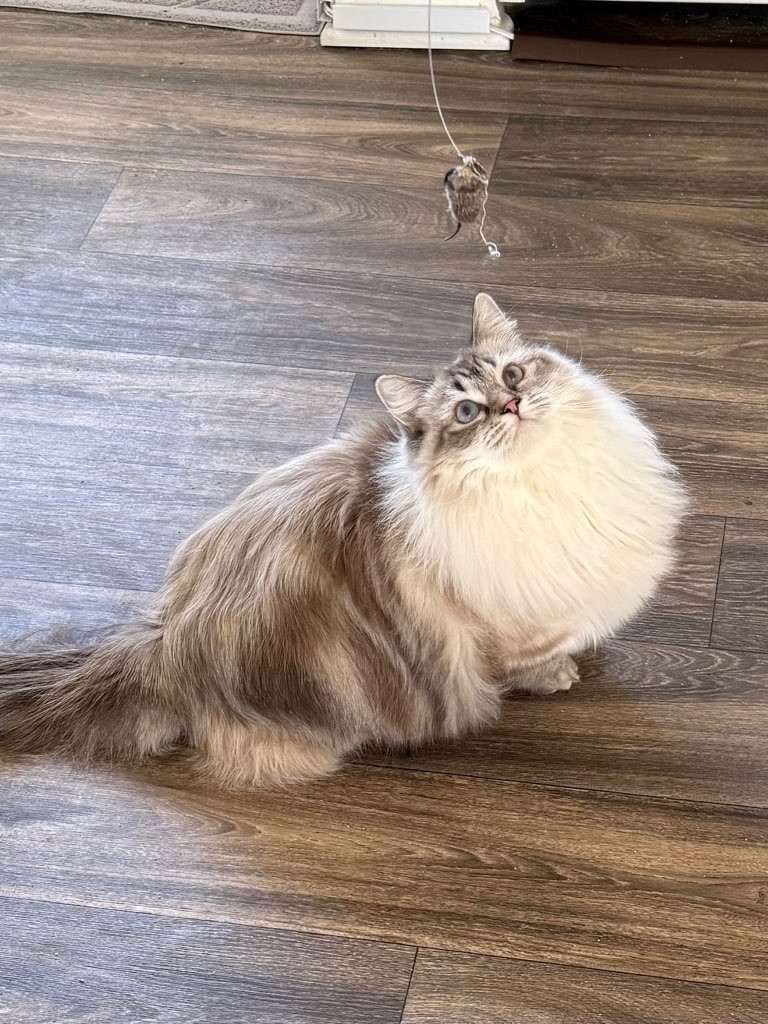 Long-haired cat sitting on wooden floor looking up at a small mouse on a string toy, with a white wall in background.